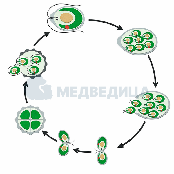 Модель аппликация одноклеточной водоросли